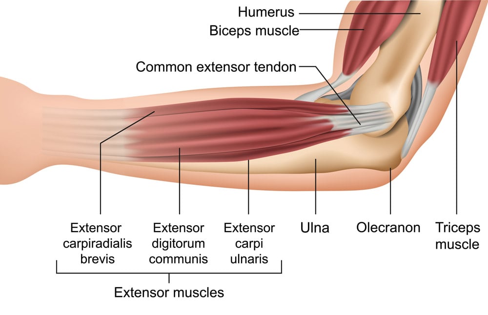Anatomia do cotovelo de tenista