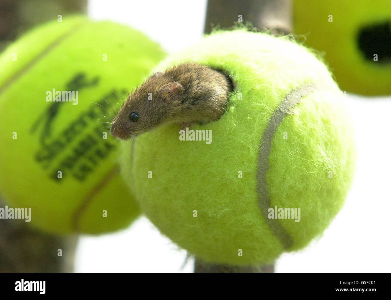 Harvest mouse in upcycled Wimbledon tennis ball home